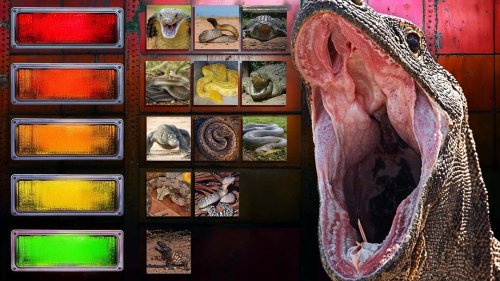 The Deadliest Reptiles (Tier List)