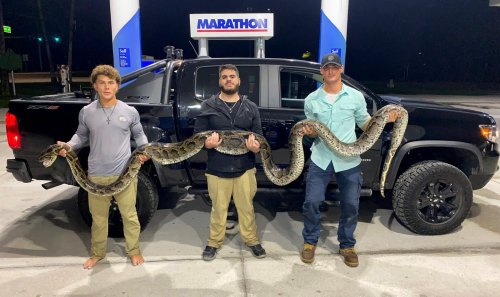 See the giant 17-foot python that amateur snake hunters caught in Florida