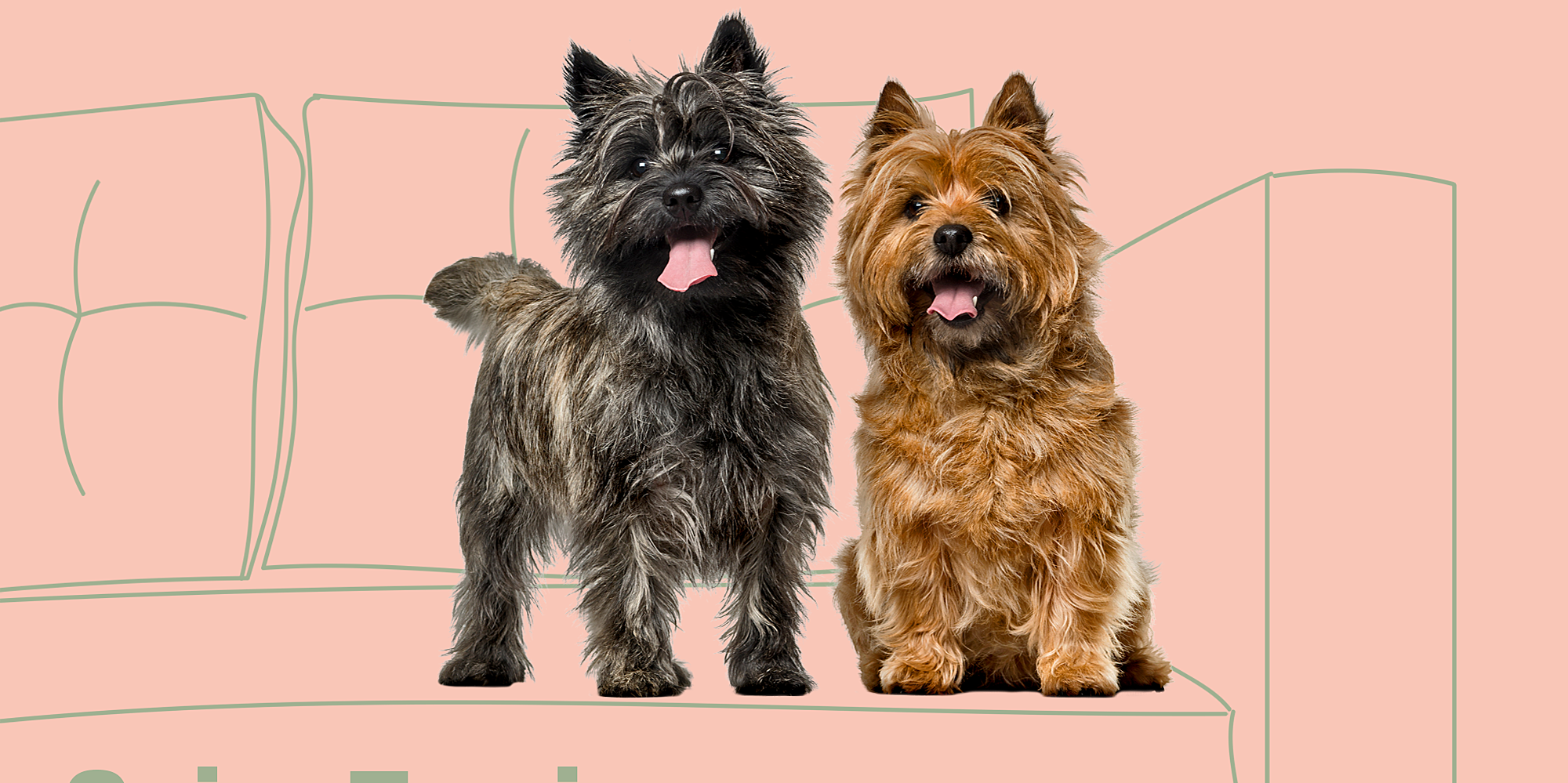 what dog breeds are compatible