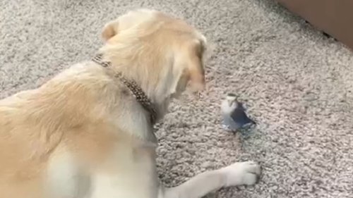 Adorable dog loves to play around with a budgerigar *Wholesome Interaction*