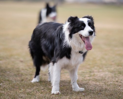 THE AMAZING ROCKET POWERED BORDER COLLIE