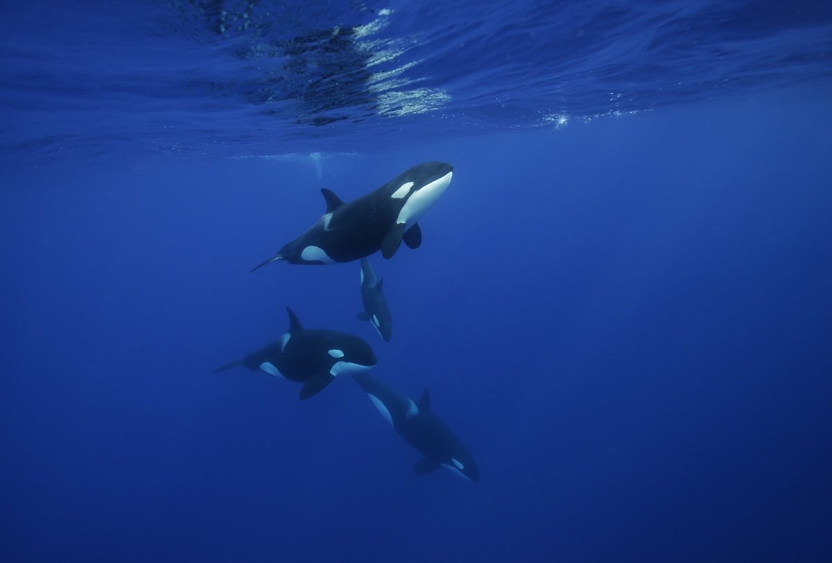 Orcas get a little too close to foilers in this jaw-dropping video