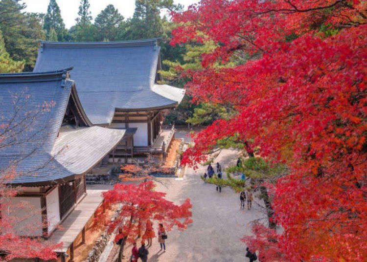 5 Stunning Places to See Fall Colors in Kyoto