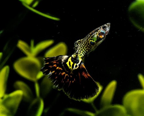 The Colorful Courtship of Male Guppies: A Struggle for Female Attention