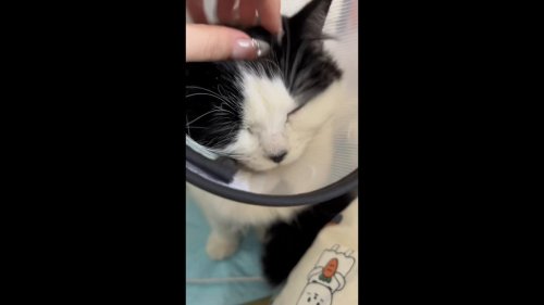 Kitten's Purr Sounds Like Calling Owner Mom in Standard Chinese in Guangdong, China