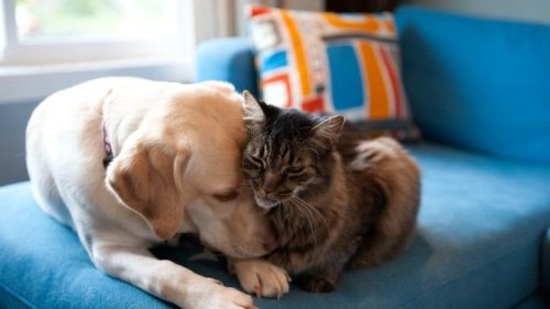 Introducing Dogs and Cats: Coexist in a Multi-pet Home