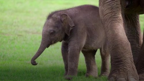 Baby elephant named in honour of Queen Elizabeth II
