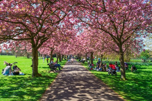 23 TOP PLACES TO SEE CHERRY BLOSSOMS IN LONDON