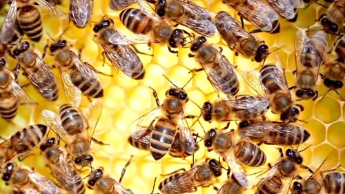 Scientists Develop New GMO Queen Bee That Can Withstand the Effects of Global Warming