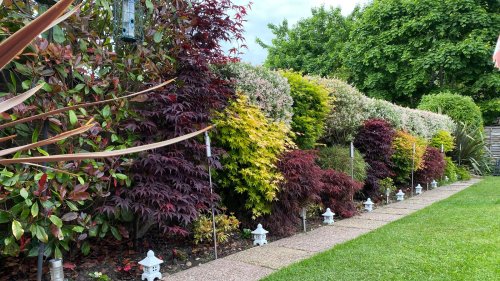 Tips for growing trees in your small yard