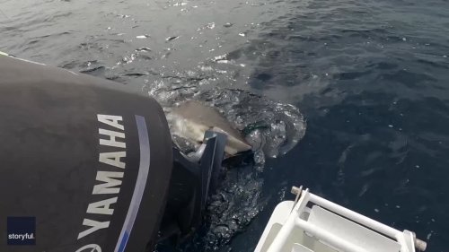 'This Is a Problem': Shark Has Firm Bite of Fishing Boat Motor