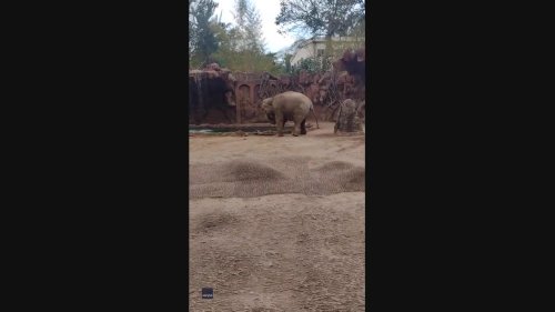 Man Saves Drowning Antelope After Elephant Alerts Zoo Staff in Guatemala Zoo