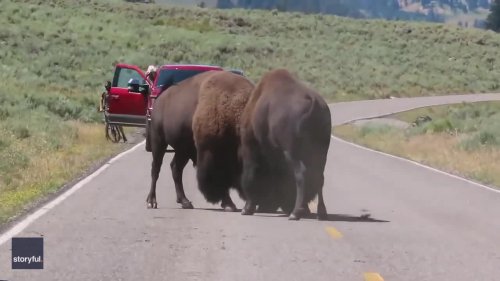 'They Will Kill You': Tourists Warned to Move Away From Bison Fight in Yellowstone National Park