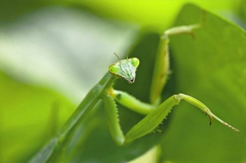 Will a Praying Mantis Eat Hummingbirds?