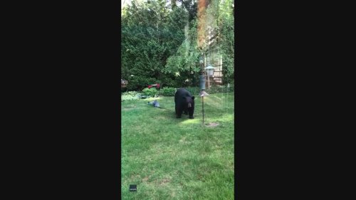 Bear Knocks Down Bird Feeder With Paw in Rhode Island Yard