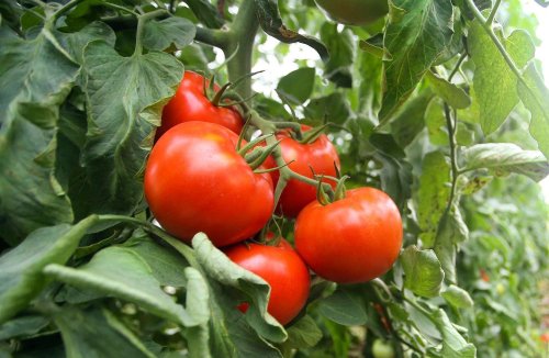 Tomato-Growing Basics