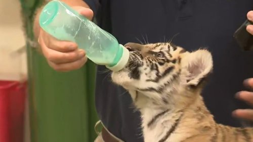 Special delivery! 5 endangered Siberian Tiger cubs born at Six Flags in Jackson