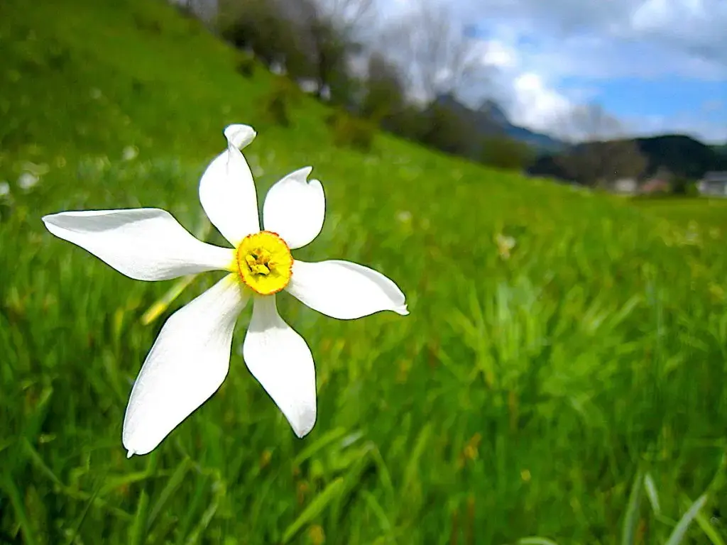 13 Frühlingstrips - Spargeldörfer, Blütenfeste, Wanderwege