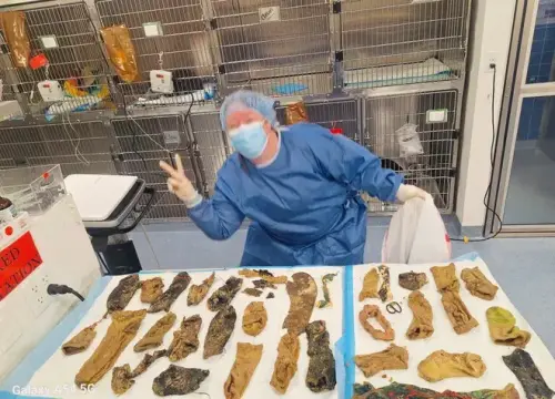 Jaw-Dropping 44 Items Found Inside Luna the Bernese Mountain Dog’s Stomach at th