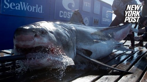 A 1,000-pound great white shark makes its way near the Jersey Shore