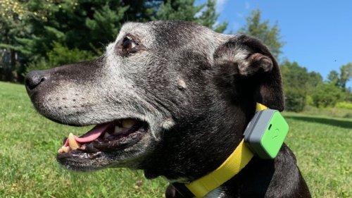 The 6 Best Pet Trackers and GPS Dog Collars for 2021