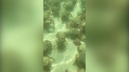 Thousands of venomous spider crabs swarm Cornwall beach to create spectacular sight