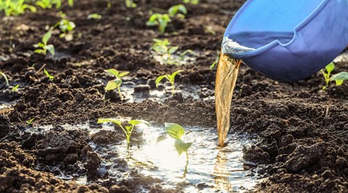 Kitchen scraps to use as DIY fertilizer 