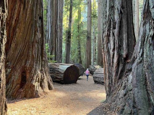 Exploring the Land of Giants: A Guide to Redwood National Park