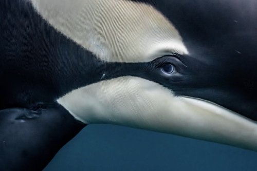 These close-up photos show killer whales like you've never seen them before