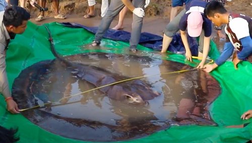 Cambodian fisherman accidentally lands a 661-pound giant stingray