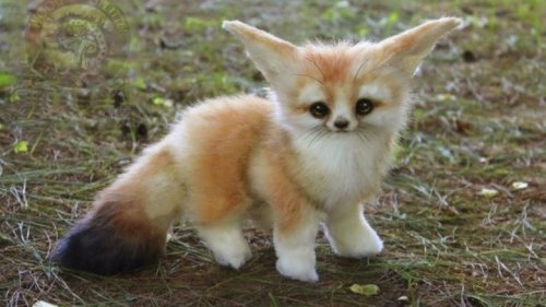 Pet Babies Who Are Too Cute For Words