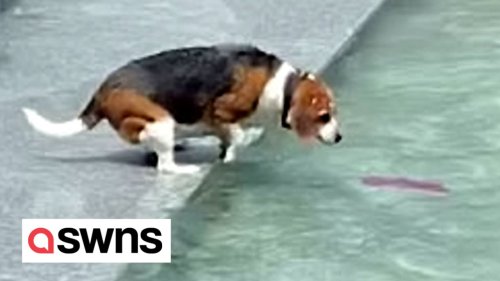 Dogs valiant mission to retrieve toy from water results in round of applause