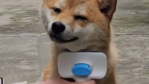 Pup in pure bliss during grooming session