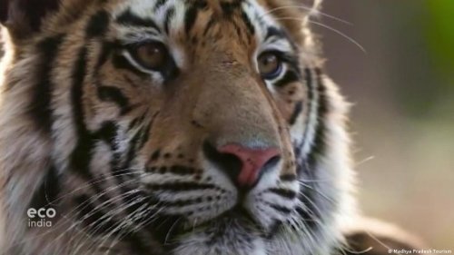 India’s tiger population bounces back