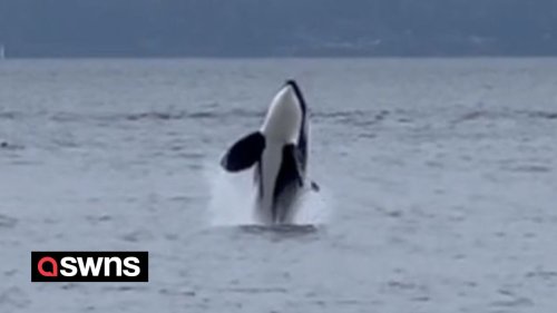 Onlookers 'in awe' after orca pod leap out of water metres away from the beach