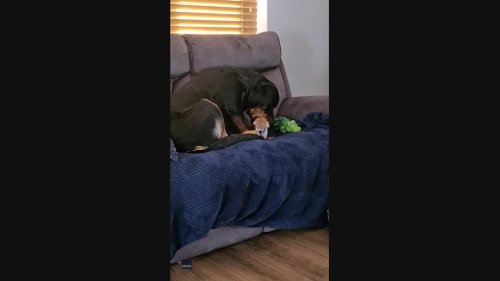 Rottweiler Becomes Unlikely Guard Dog for Tiny Kitten