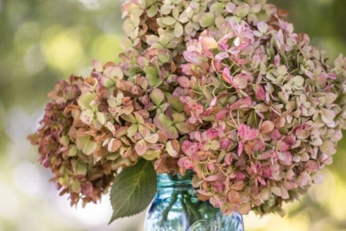 How to Dry Flowers to Preserve Your Mother's Day Bouquet