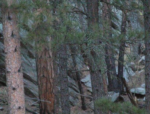 There's a great horned owl in this photo; can you find it?