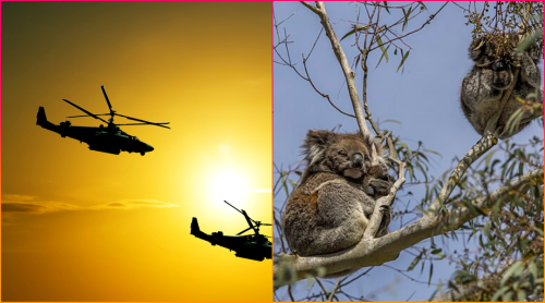 Hundreds of Koalas Gunned Down in Australia Leaving Orphaned Joeys