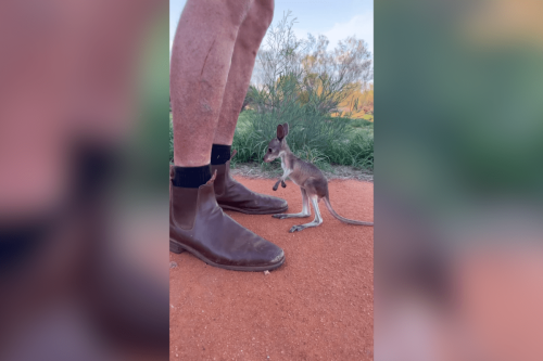 This adorable baby kangaroo video will make your entire day