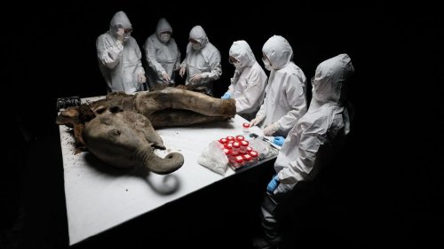 Animals: 130,000-year-old baby mammoth goes under the knife