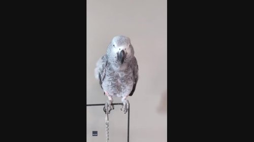 Hilarious Parrot Mimics Sick Owner's Sniffle