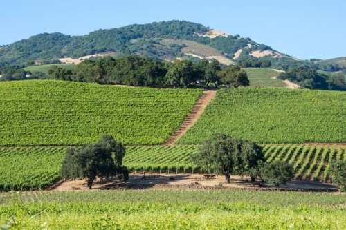 The Most Beautiful Wine Regions to Visit in California
