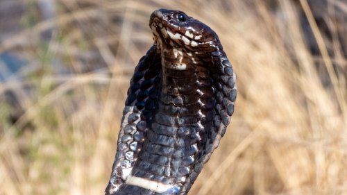 Snake catcher goes viral in video capturing a spitting cobra