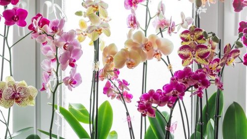 Common Mistakes That Are Sure To Kill An Orchid