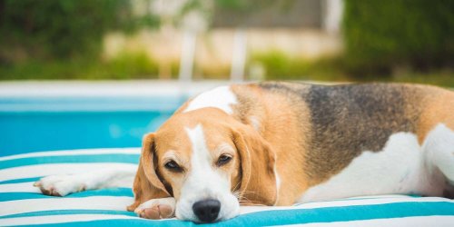 The Heat Is On: 10 Ways to Keep Your Pup Cool During the Summer Months
