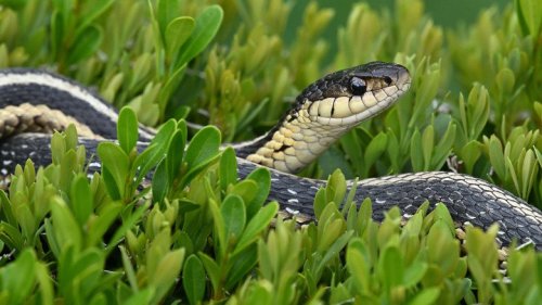 Mistakes that are attracting snakes to your yard