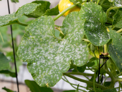 HOW TO PREVENT POWDERY MILDEW ON YOUR SQUASH PLANTS