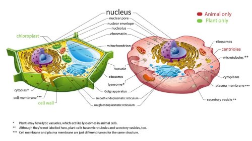 Here's How Plant and Animal Cells Are Different — Plus More Cellular ...