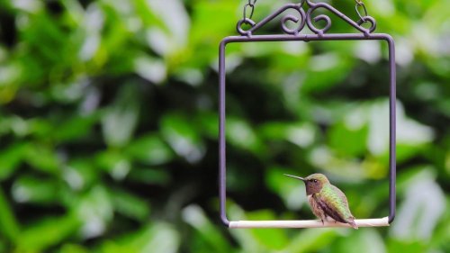 DIY hummingbird swing and feeder ideas to try out 